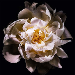 Mon Paris Lumière Eau de Toilette (5)