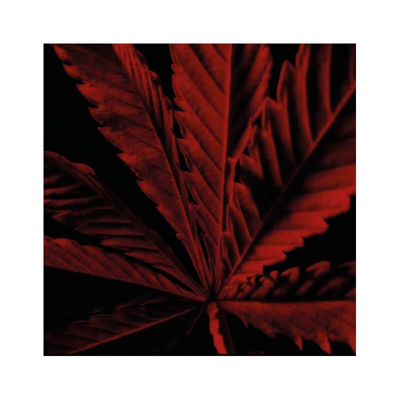 Habit Rouge L'Instinct Eau de Toilette Intense 4