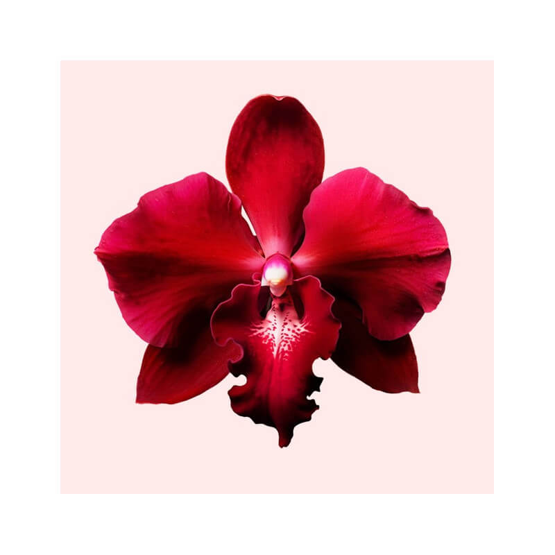 Flowerbomb Ruby Orchid Eau de Parfum 5