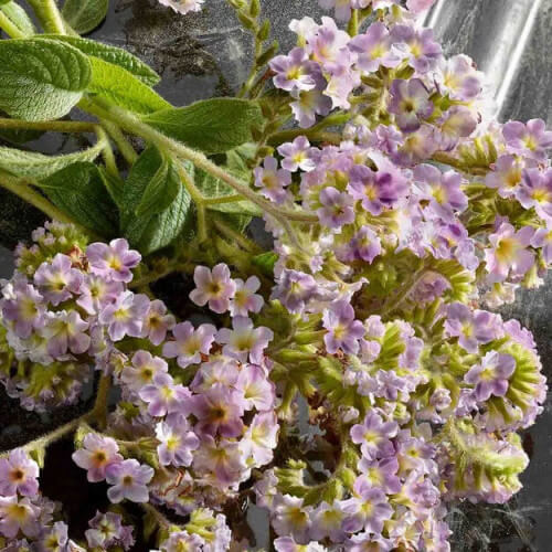 Q By Dolce&Gabbana Eau De Parfum Intense 6